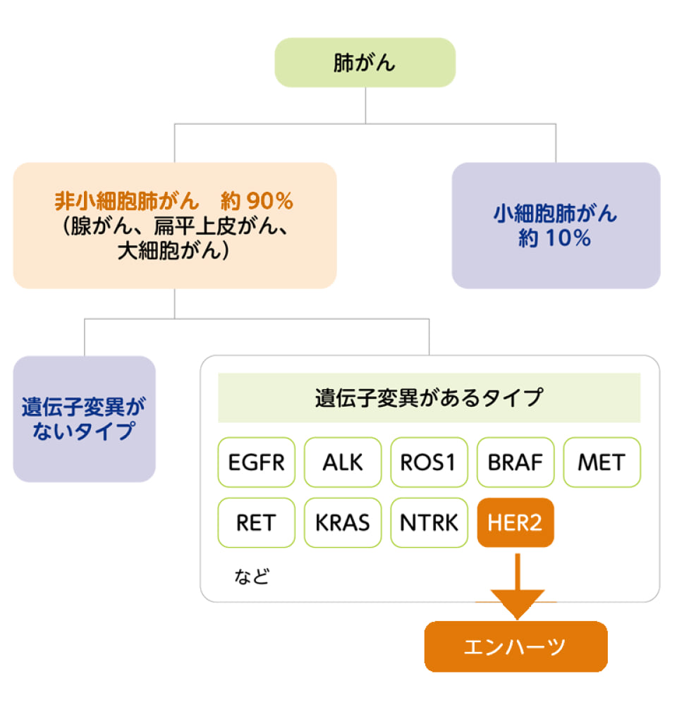 肺がんの分類図。非小細胞肺がん約90％の遺伝子変異のタイプにHER2があり、エンハーツの対象となる