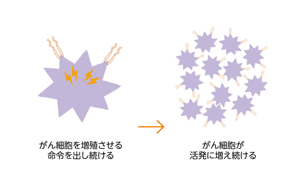 異常なHER2タンパクが増殖の命令を出し続け、がん細胞が活発に増え続けるようすを示す図