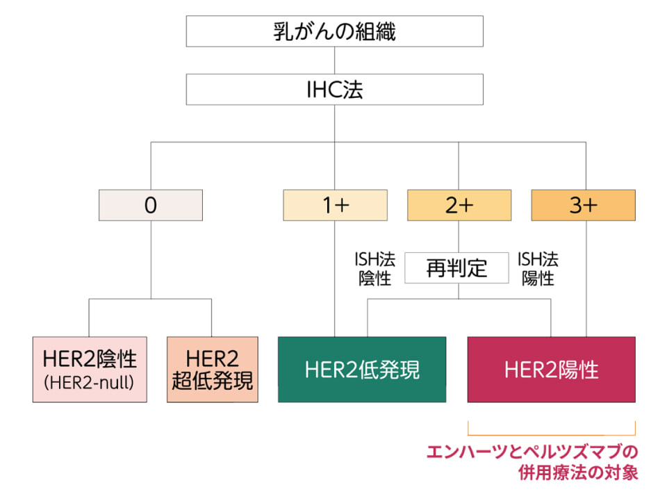 HER2検査の流れ図。IHC法3+または2+かつISH法陽性のHER2陽性が、エンハーツとペルツズマブの併用療法の対象。