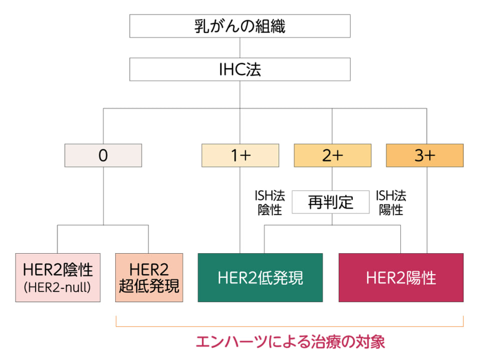 HER2検査の流れの図。乳がん組織をIHC法で0〜3+に判定し、1+以上のHER2低発現・HER2陽性がエンハーツによる治療の対象となることを示す。