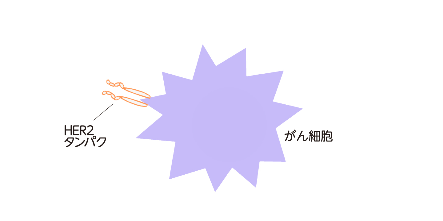 抗HER2抗体が、がん細胞の表面にあるHER2タンパクに結合するようすを示した図。