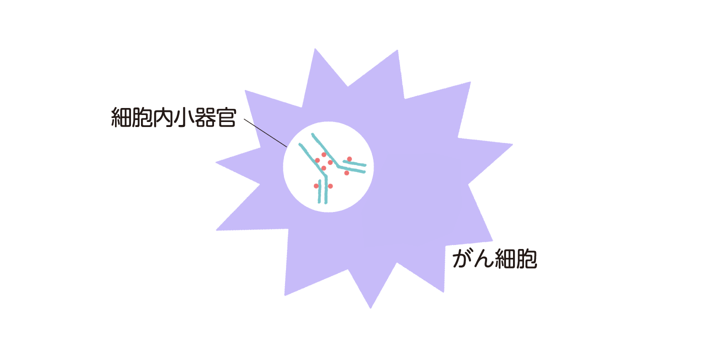 抗体ががん細胞内に取り込まれ、細胞内小器官で薬物が放出されるようすを示した図。