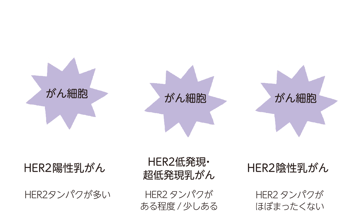 がん細胞の表面にあるHER2タンパクの量の違いを示した図。HER2陽性乳がんは多く、HER2低発現・超低発現乳がんはある程度／少しあり、HER2陰性乳がんはほぼまったくない。