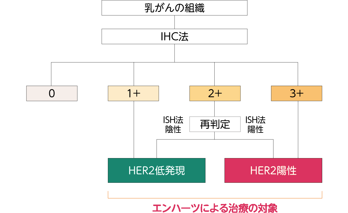 HER2検査とは？